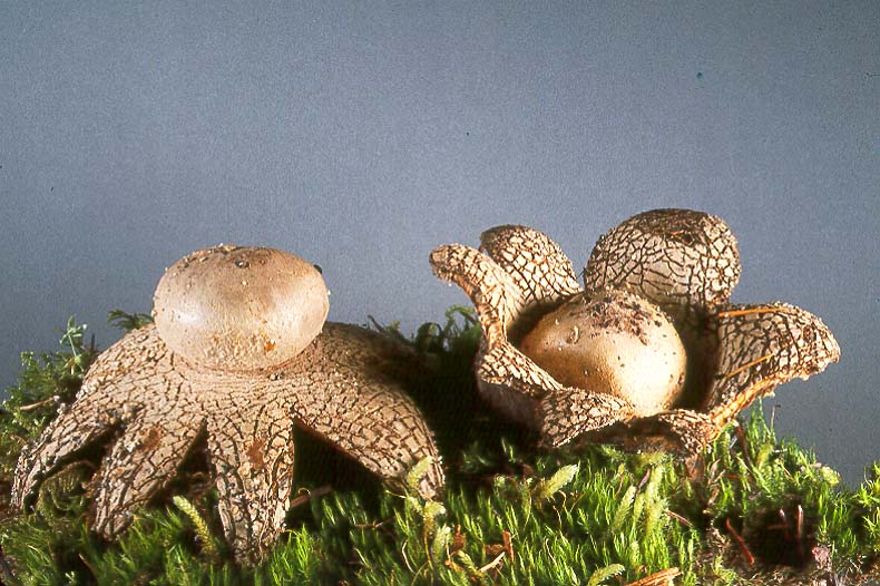 Astraeus pteridis